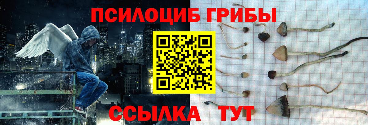 Гусев  Псилоцибиновые грибы прущие грибы  Вход с VPN  Псилоцибиновые грибы Psilocybine cubensis 
